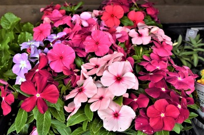 季節の花2.jpg