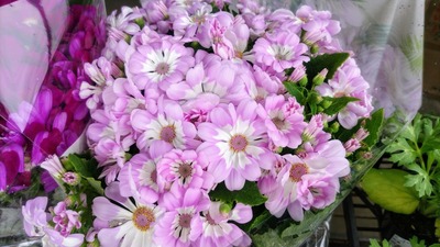 季節の花2.jpg