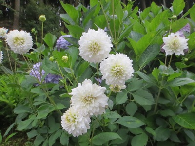 季節の花2.jpg