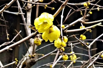 季節の花2.jpg