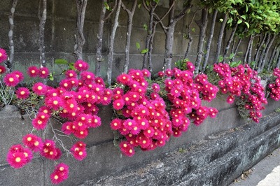季節の花2.jpg