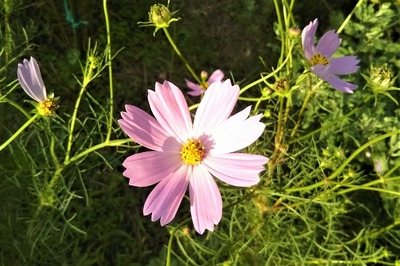季節の花2.jpg