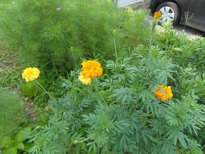 季節の花2.jpg