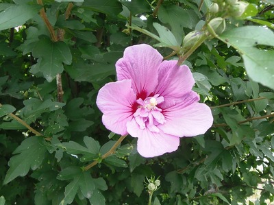 季節の花2.jpg
