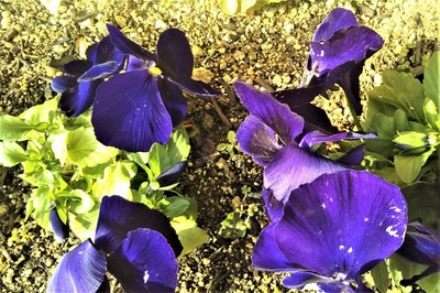 季節の花3.jpg