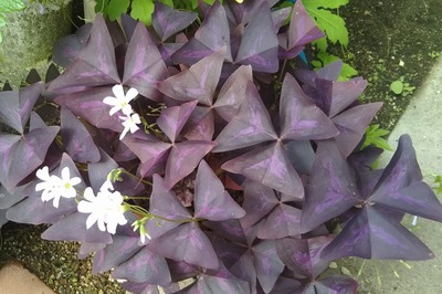 季節の花3.jpg
