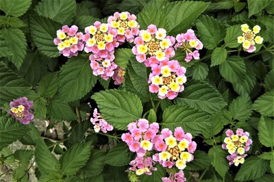 季節の花3.jpg