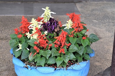 季節の花3.jpg