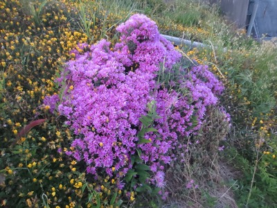 季節の花3.jpg