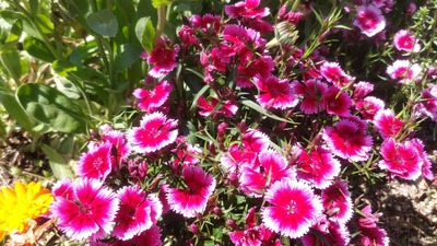 季節の花3.jpg