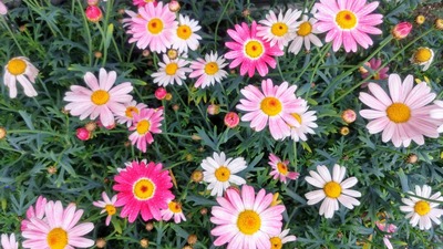 季節の花3.jpg