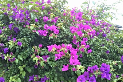 季節の花3.jpg
