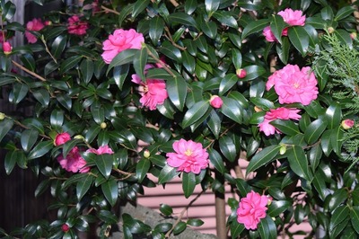 季節の花3.jpg