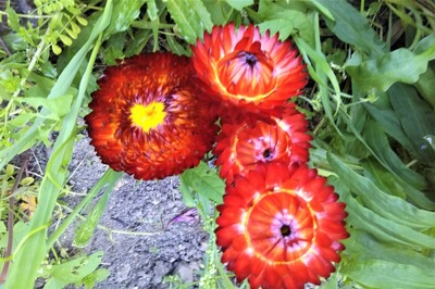 季節の花3.jpg