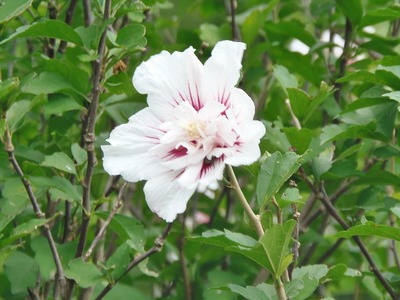季節の花3.jpg