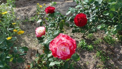 季節の花3.jpg