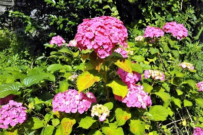 季節の花3.jpg
