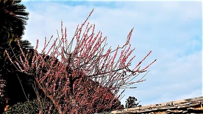 季節の花3.jpg