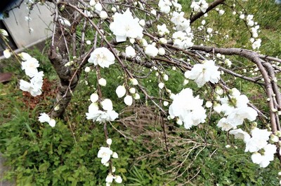 季節の花3.jpg