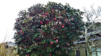 季節の花3.jpg