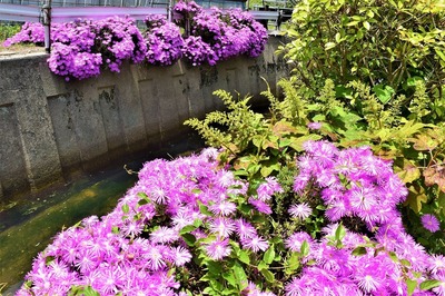 季節の花3.jpg
