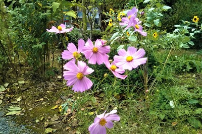 季節の花3.jpg