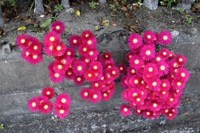 季節の花3.jpg
