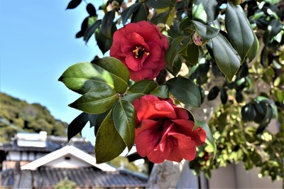 季節の花3.jpg