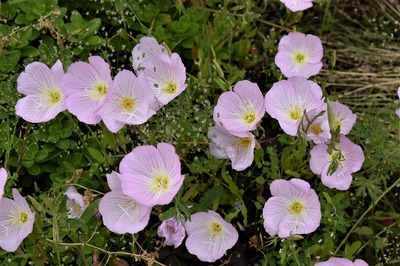 季節の花3.jpg