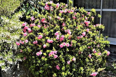 季節の花3.jpg