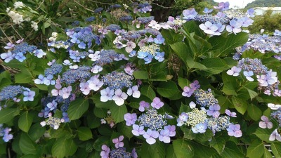 季節の花3.jpg