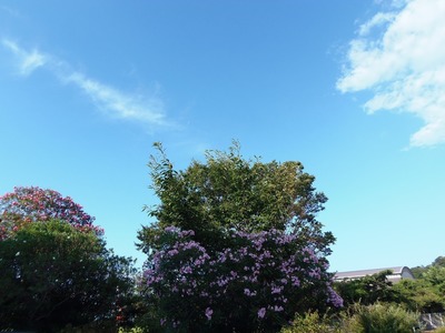 季節の花3.jpg