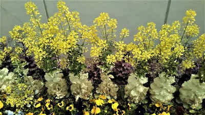 季節の花4.jpg