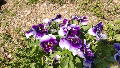 季節の花4.jpg