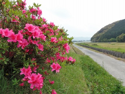 季節の花4.jpg