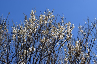 季節の花4.jpg