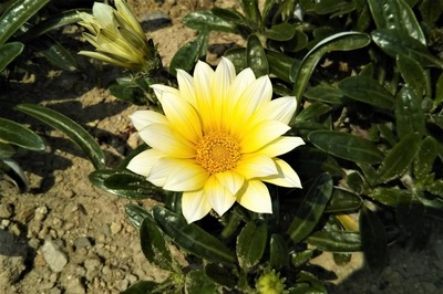 季節の花4.jpg