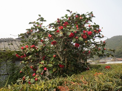 季節の花4.jpg