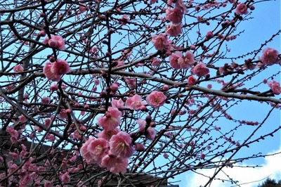 季節の花4.jpg