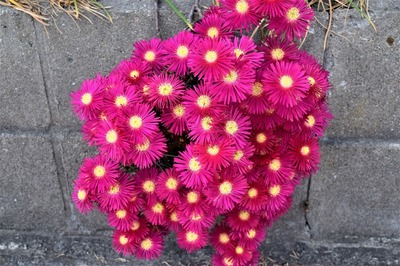 季節の花4.jpg