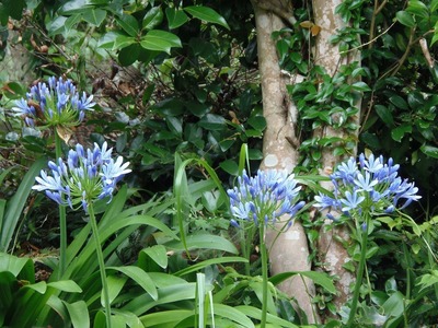 季節の花4.jpg