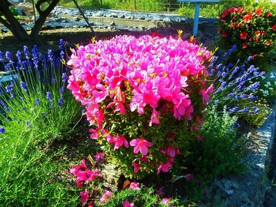 季節の花4.jpg