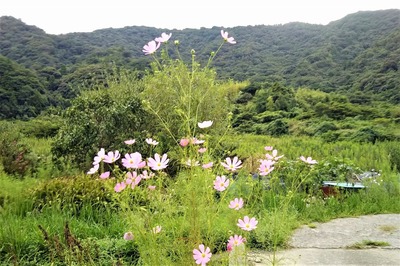 季節の花4.jpg