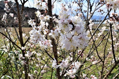 季節の花4.jpg