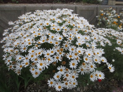 季節の花4.jpg