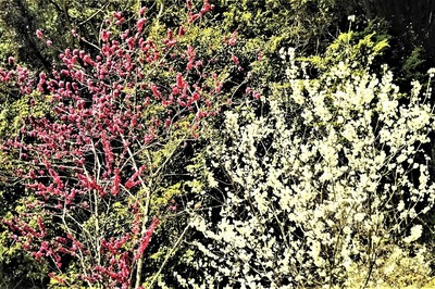 季節の花4.jpg