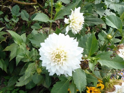 季節の花4.jpg