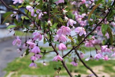 季節の花4.jpg