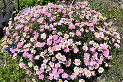 季節の花4.jpg
