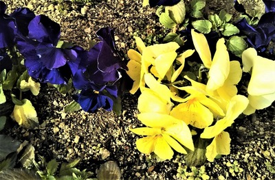 季節の花4.jpg